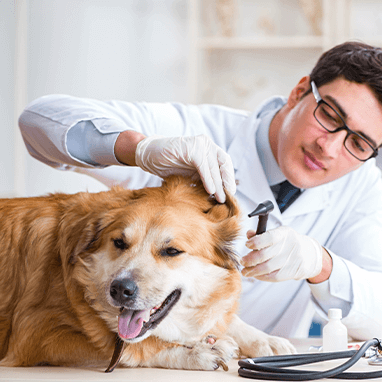 Köpeklerde Gençlik Hastalığı